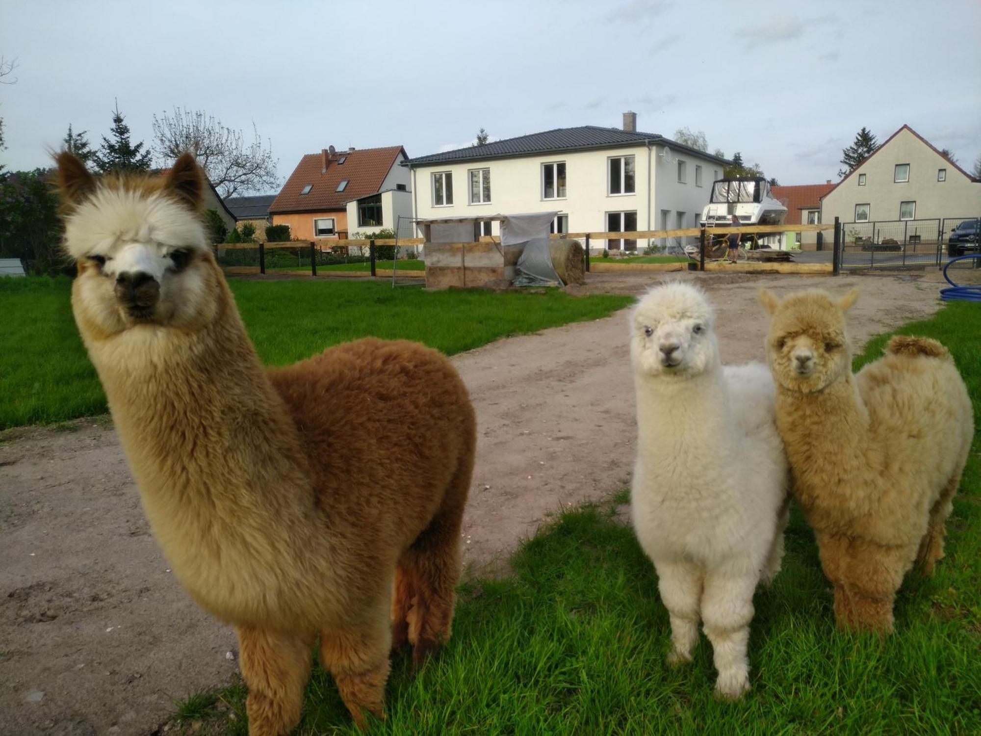 Ferienwohnung Beetzseeheide Ketzür Exteriér fotografie
